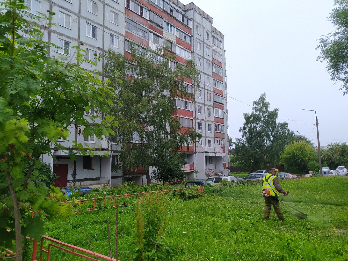 Дедовск, трава