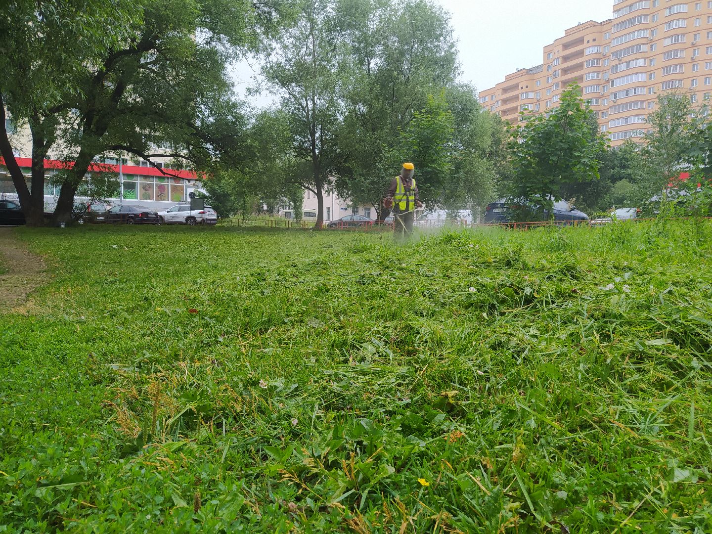 Дедовск, трава