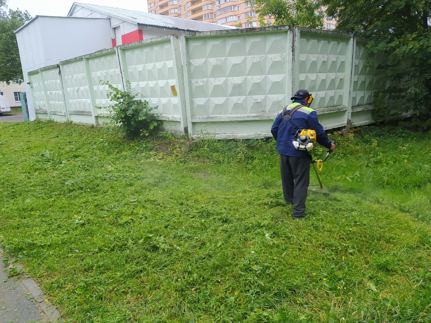 Дедовск, трава