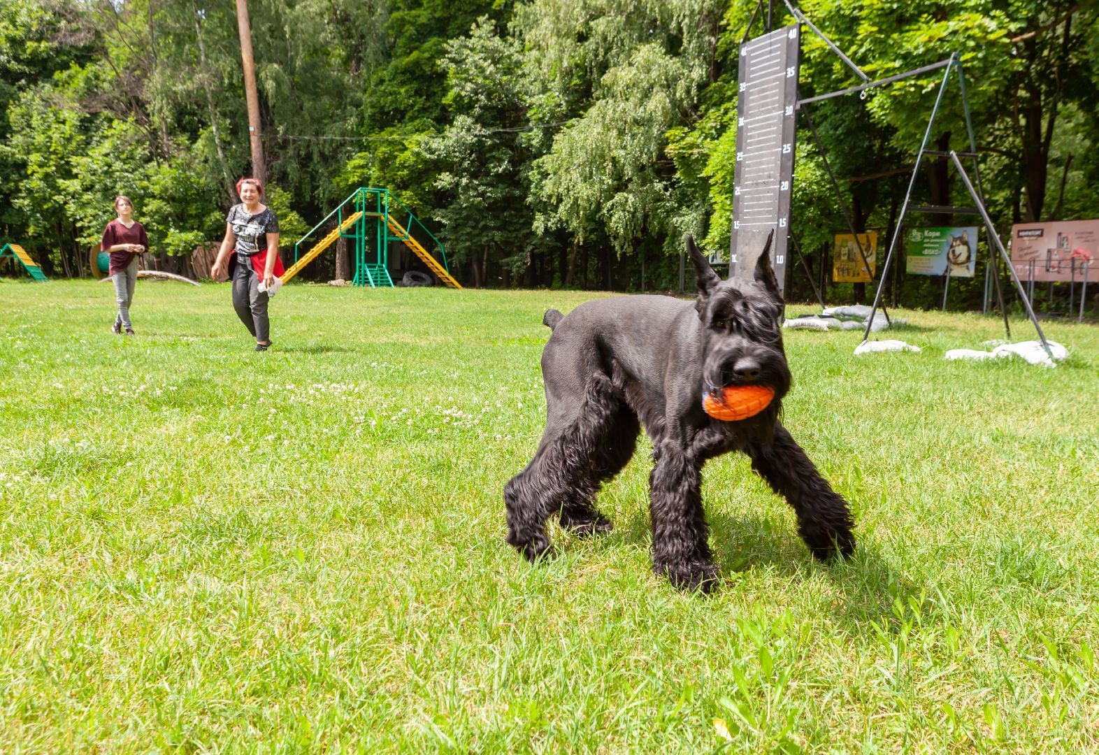 Балашиха, Подмосковье, школа юного кинолога, РГУНХ имени В.И. Вернадского