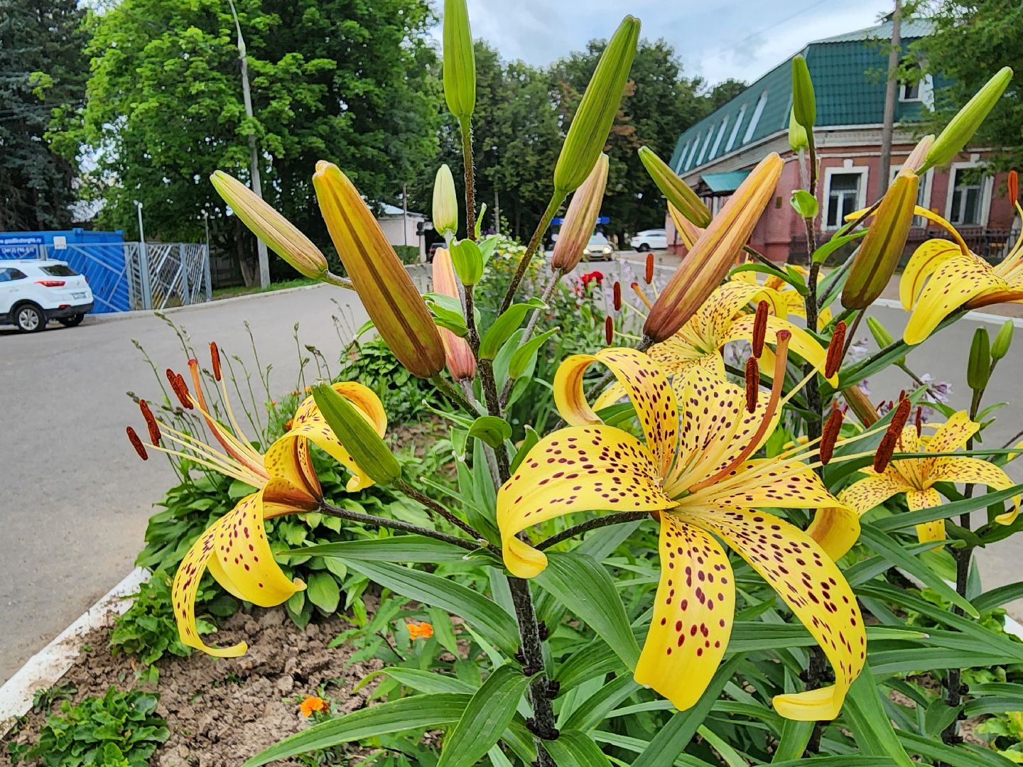 Подольск, благоустройство, цветы, красота, эстетика, ПОКБ, клумба
