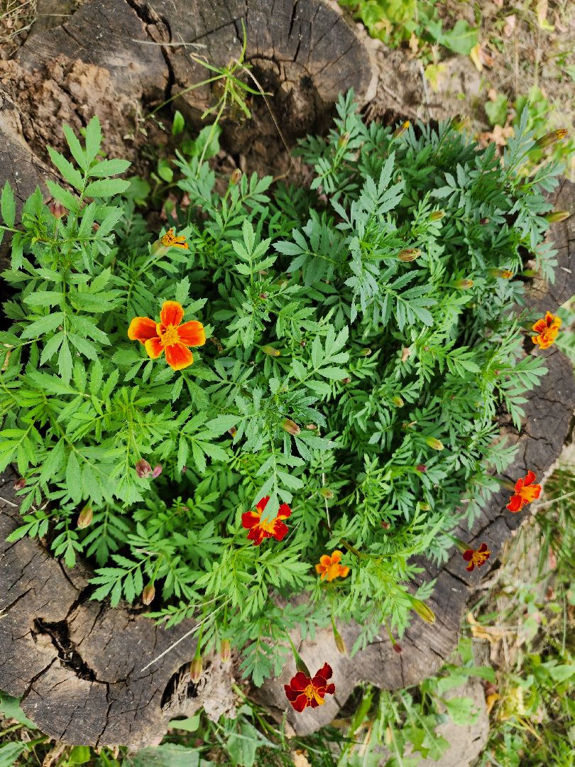 Подольск, благоустройство, цветы, красота, эстетика, ПОКБ, клумба