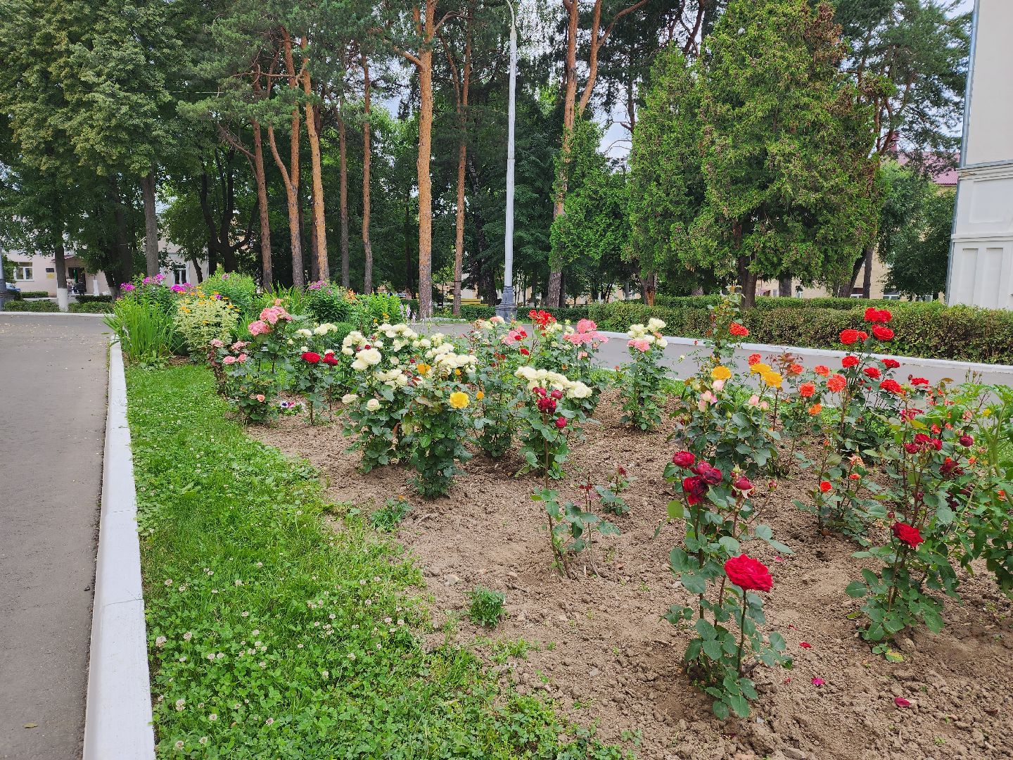 Подольск, благоустройство, цветы, красота, эстетика, ПОКБ, клумба