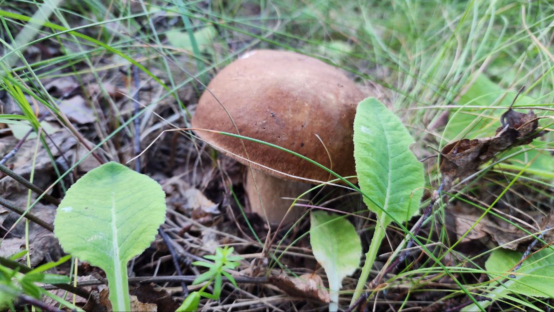 Пущино, Подмосковье, экология, грибы