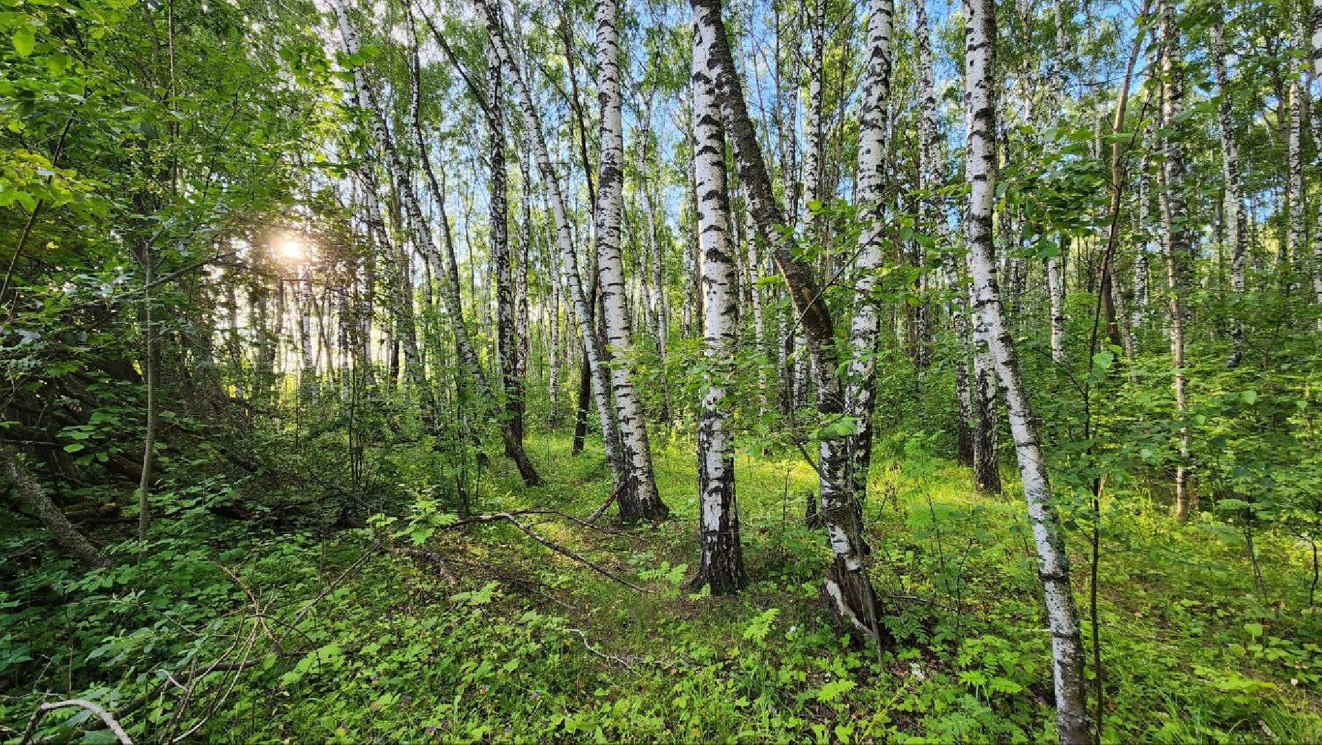 Пущино, Подмосковье, экология, грибы