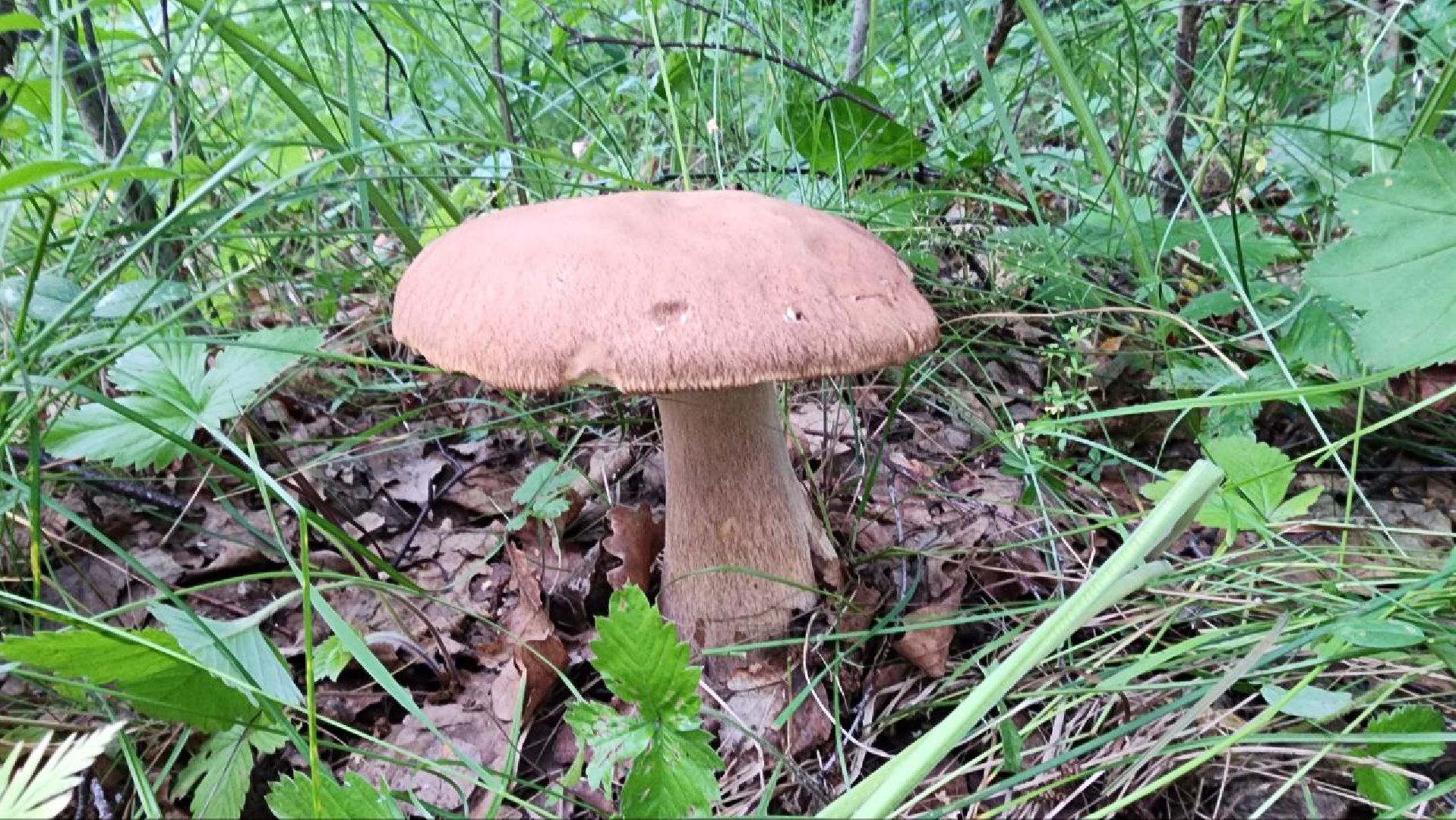 Пущино, Подмосковье, экология, грибы