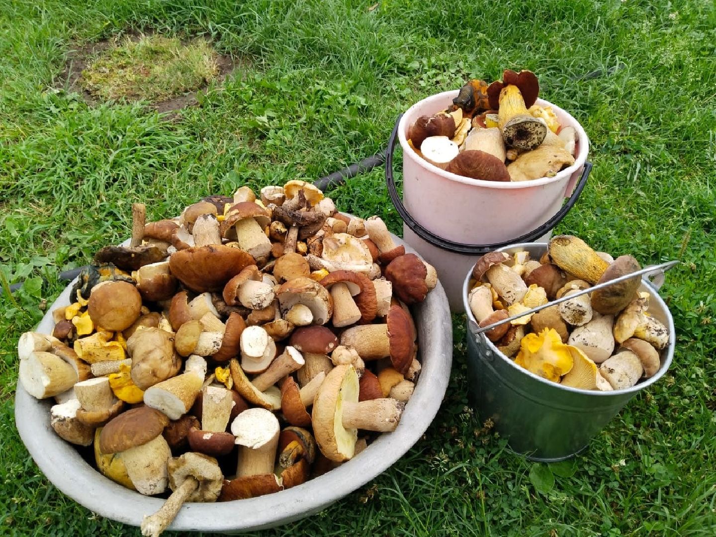 Пущино, Подмосковье, экология, грибы