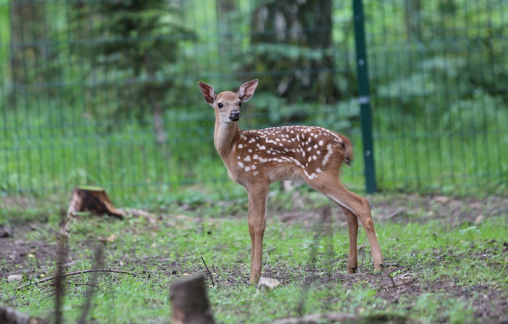 Одинцово, Кубинка, парк патриот, партизанская деревня, олени, лань,