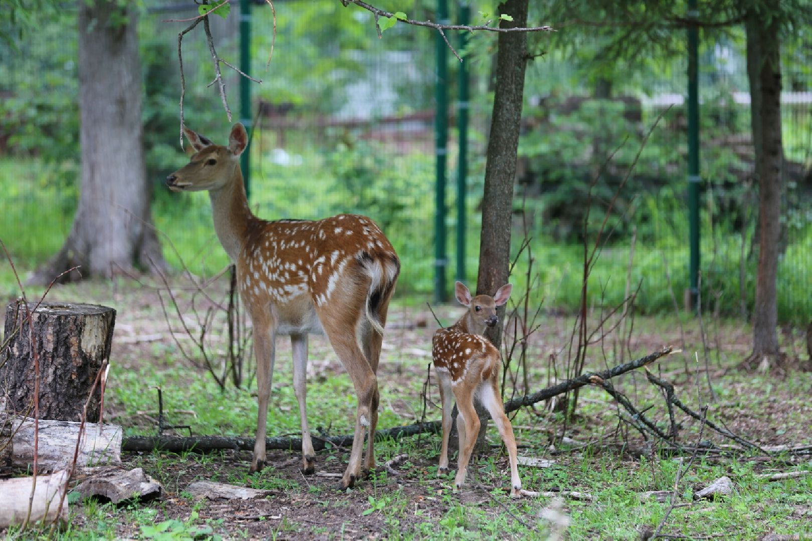 Одинцово, Кубинка, парк патриот, партизанская деревня, олени, лань,