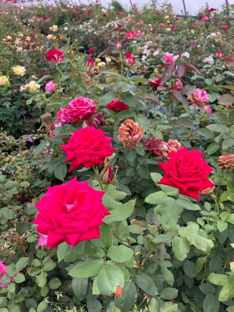 Солнечногорск, РусРоза, питомник, цветы, школа розоводов