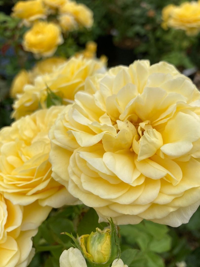 Солнечногорск, РусРоза, питомник, цветы, школа розоводов