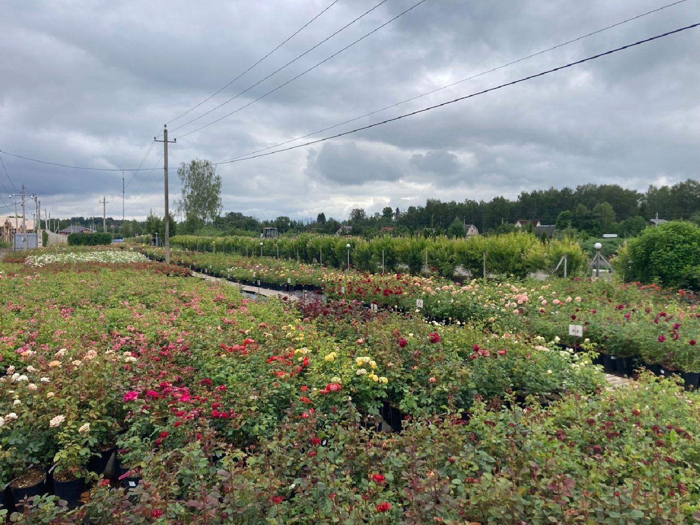 Солнечногорск, РусРоза, питомник, цветы, школа розоводов
