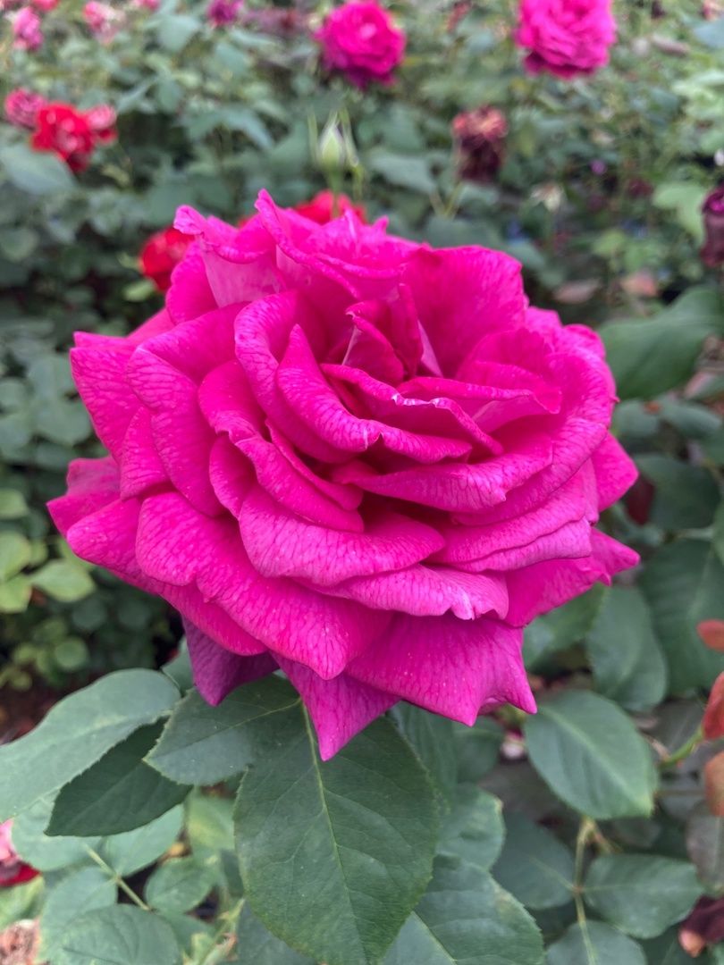 Солнечногорск, РусРоза, питомник, цветы, школа розоводов