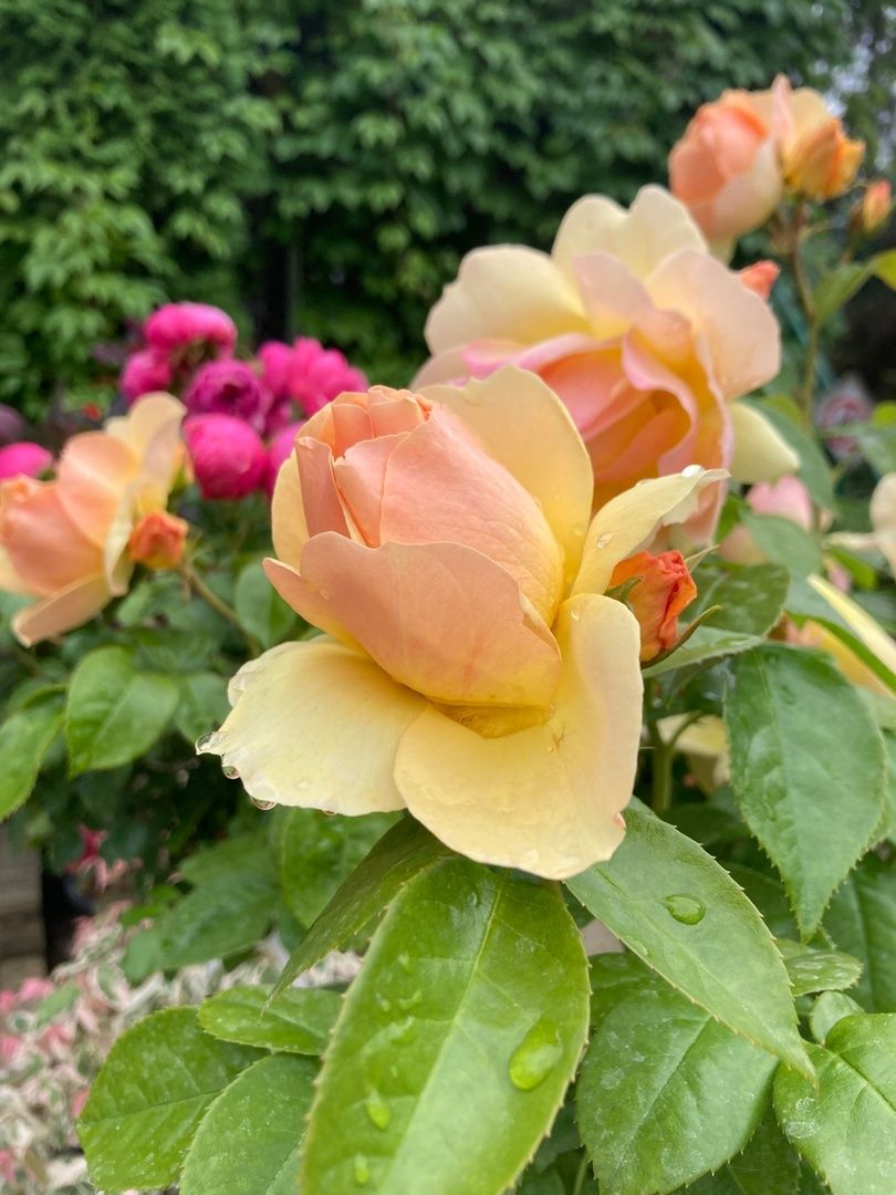 Солнечногорск, РусРоза, питомник, цветы, школа розоводов