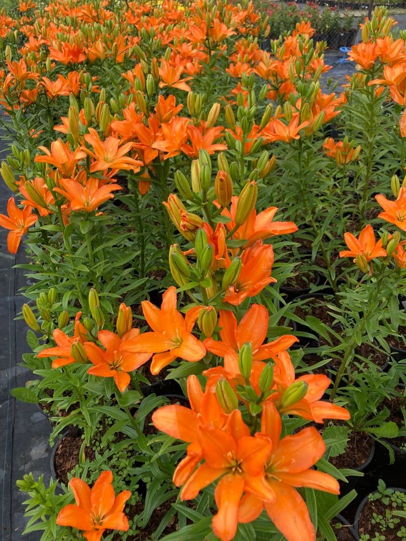 Солнечногорск, РусРоза, питомник, цветы, школа розоводов