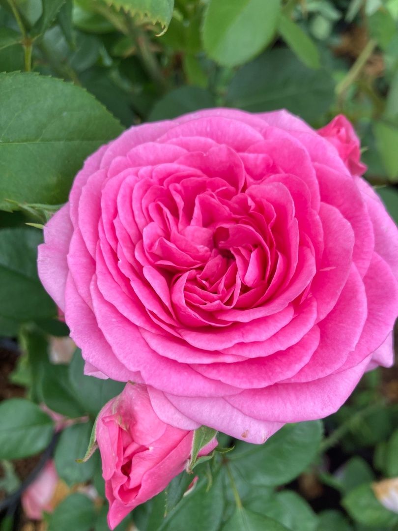 Солнечногорск, РусРоза, питомник, цветы, школа розоводов