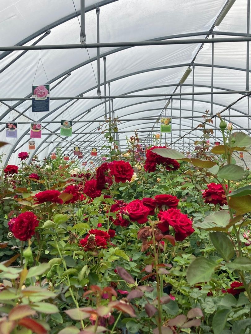Солнечногорск, РусРоза, питомник, цветы, школа розоводов