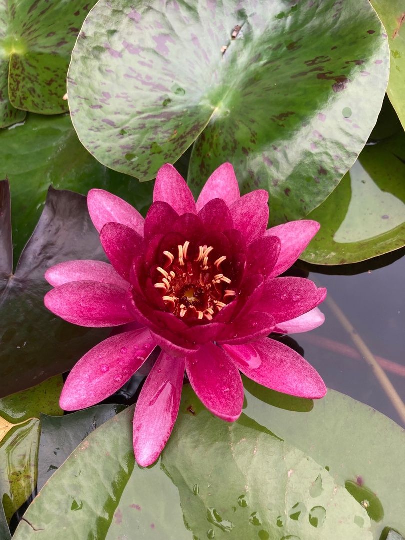 Солнечногорск, РусРоза, питомник, цветы, школа розоводов