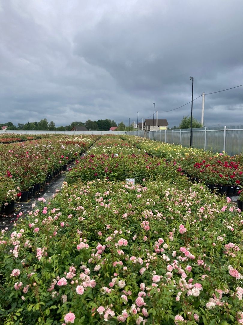Солнечногорск, РусРоза, питомник, цветы, школа розоводов
