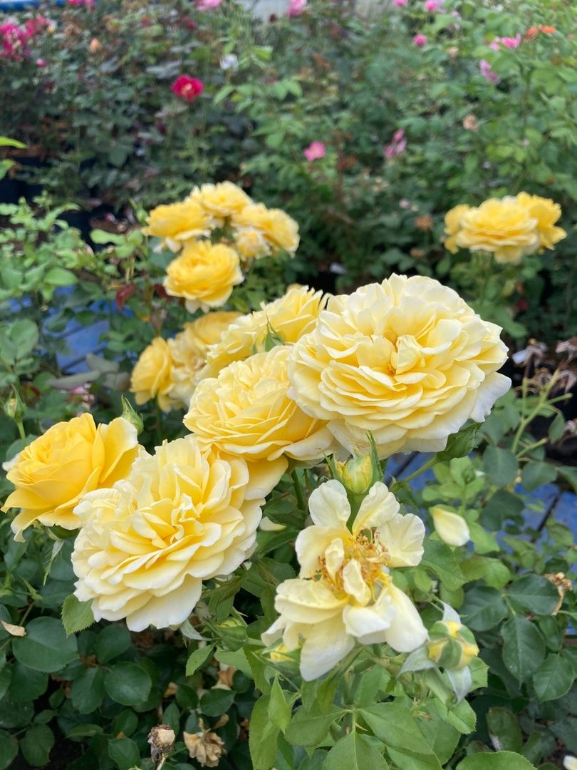 Солнечногорск, РусРоза, питомник, цветы, школа розоводов