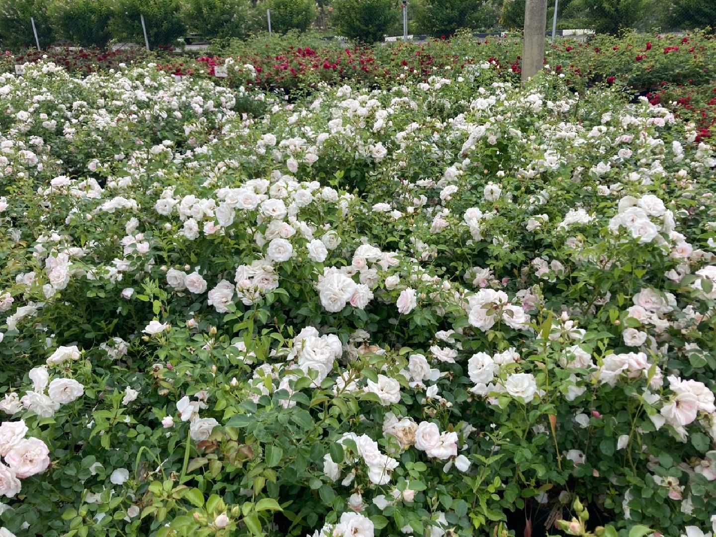 Солнечногорск, РусРоза, питомник, цветы, школа розоводов