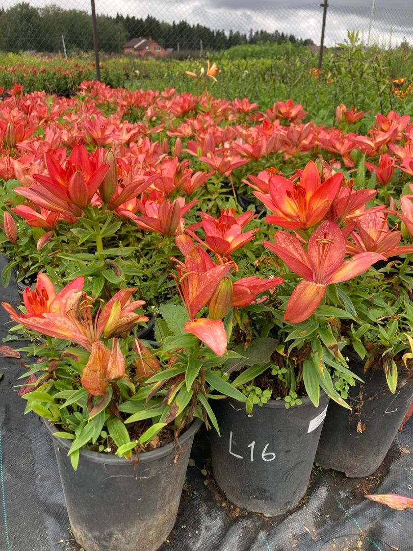 Солнечногорск, РусРоза, питомник, цветы, школа розоводов