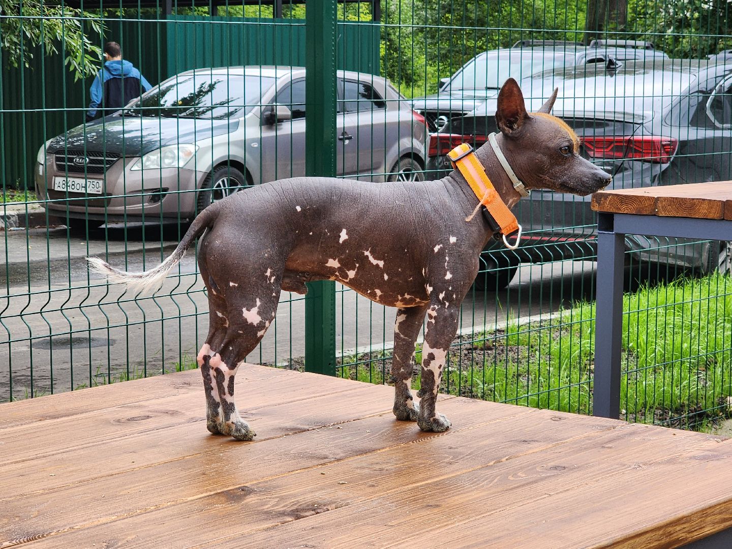 Павловский Посад, городской округ Павловский Посад, собаки, животные, люди, благоустройство, Дубрава, парк