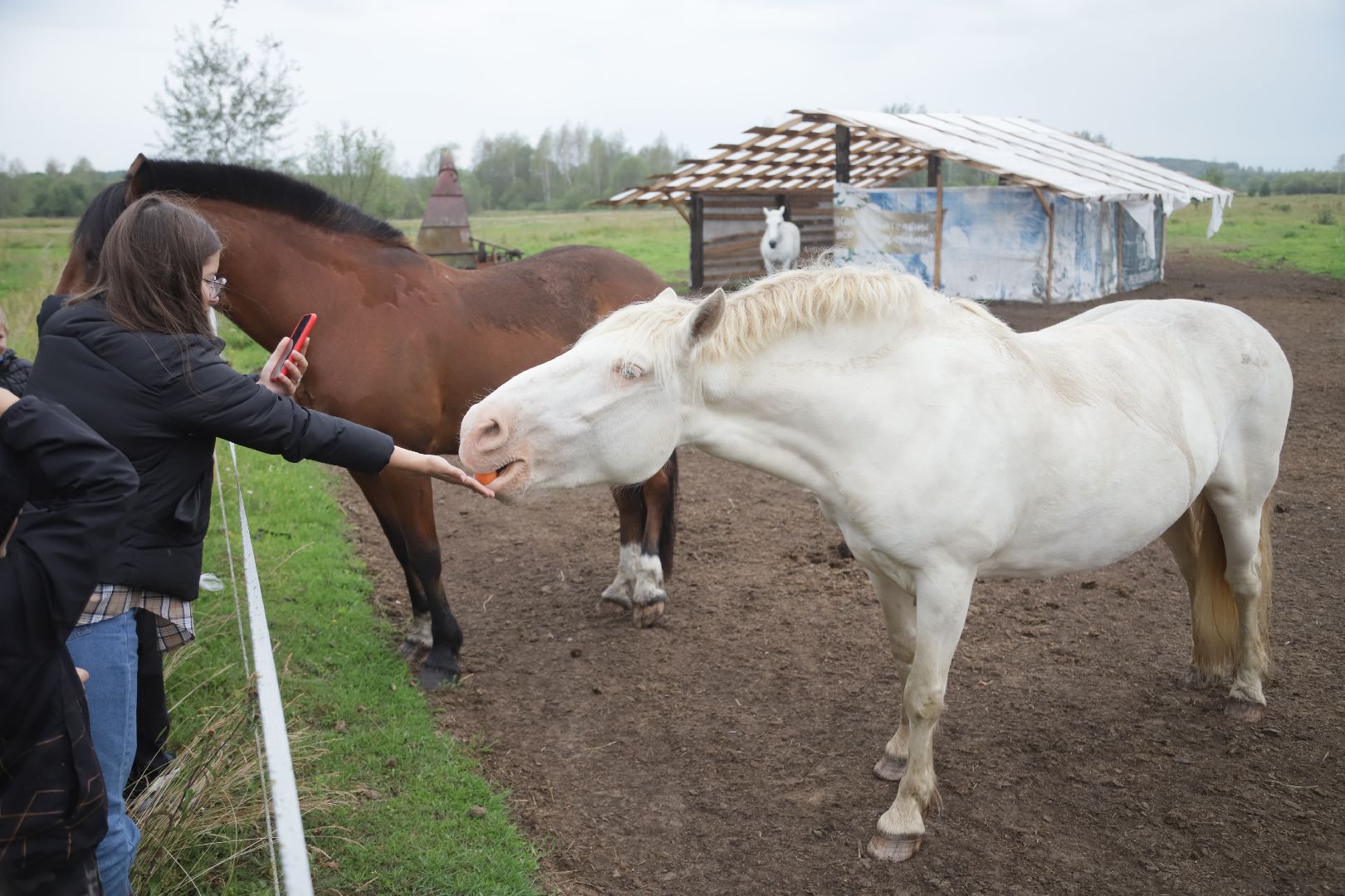 #БольшаяШатура#КМЦ#Варюковка#Орленок#конюшня#дети