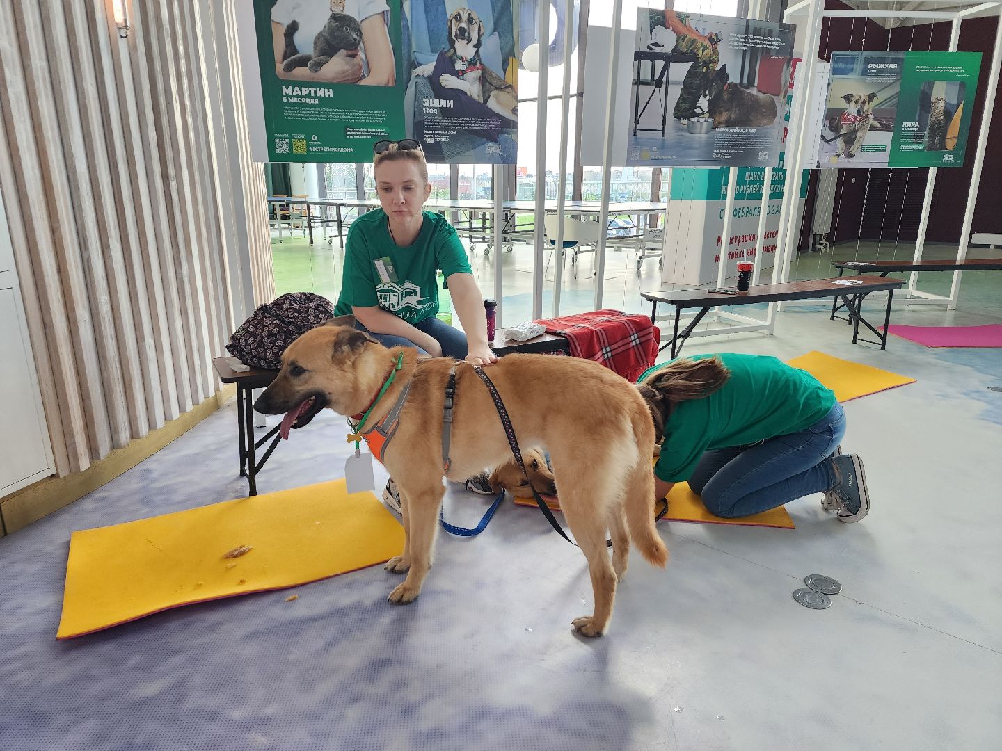 волонтеры, доброе дело,