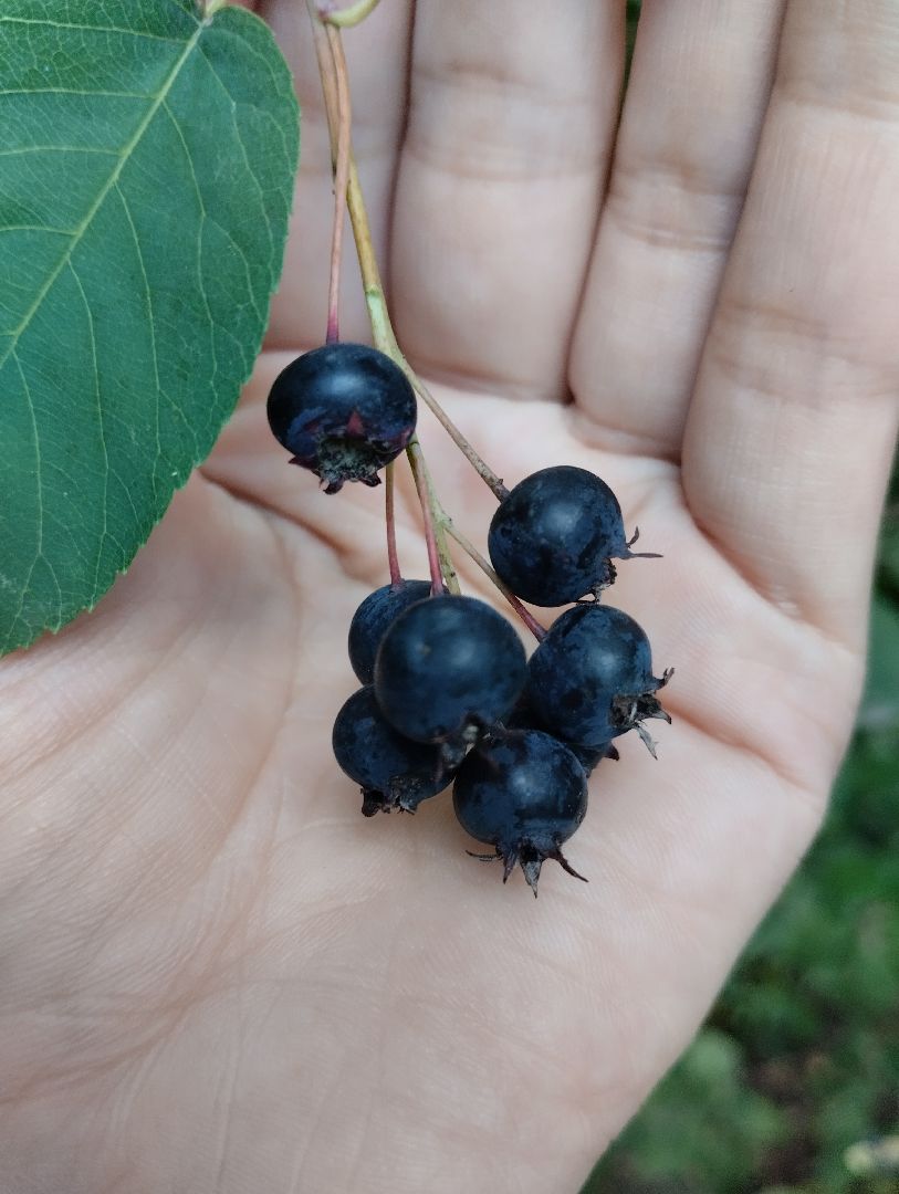 Ягоды, лес, ирга, Старая Купавна, Богородский городской округ