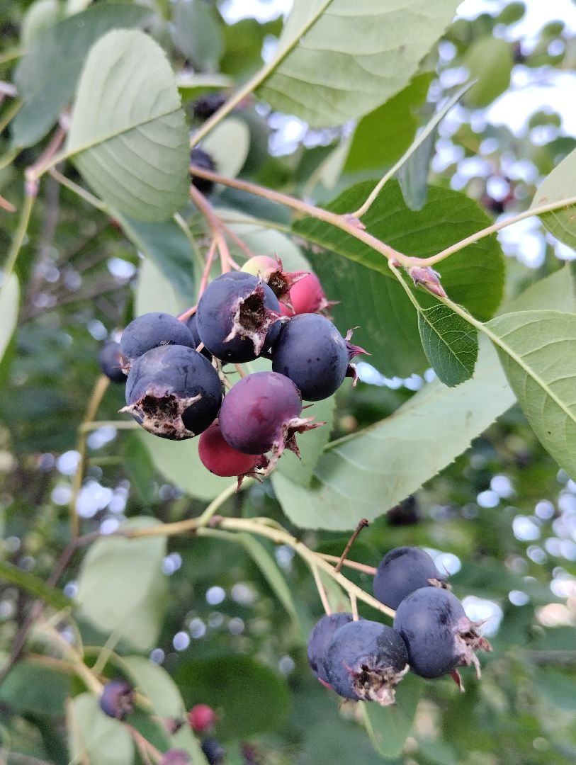 Ягоды, лес, ирга, Старая Купавна, Богородский городской округ
