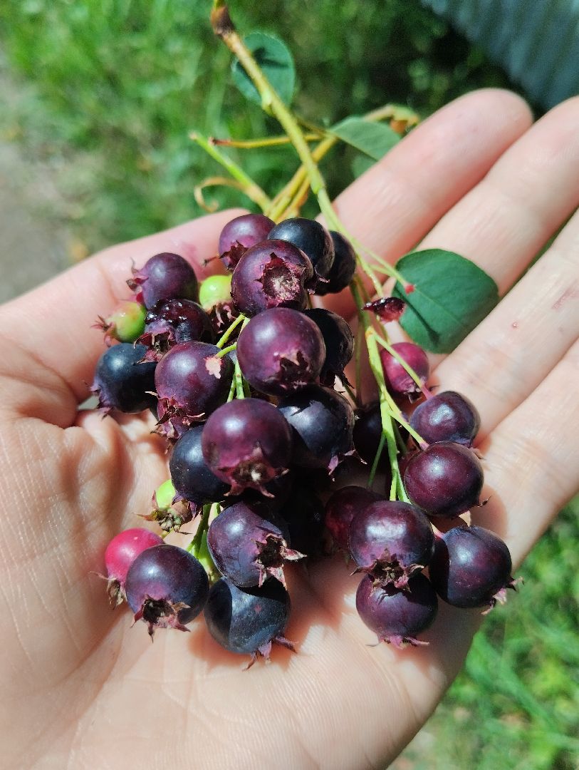 Ягоды, лес, ирга, Старая Купавна, Богородский городской округ