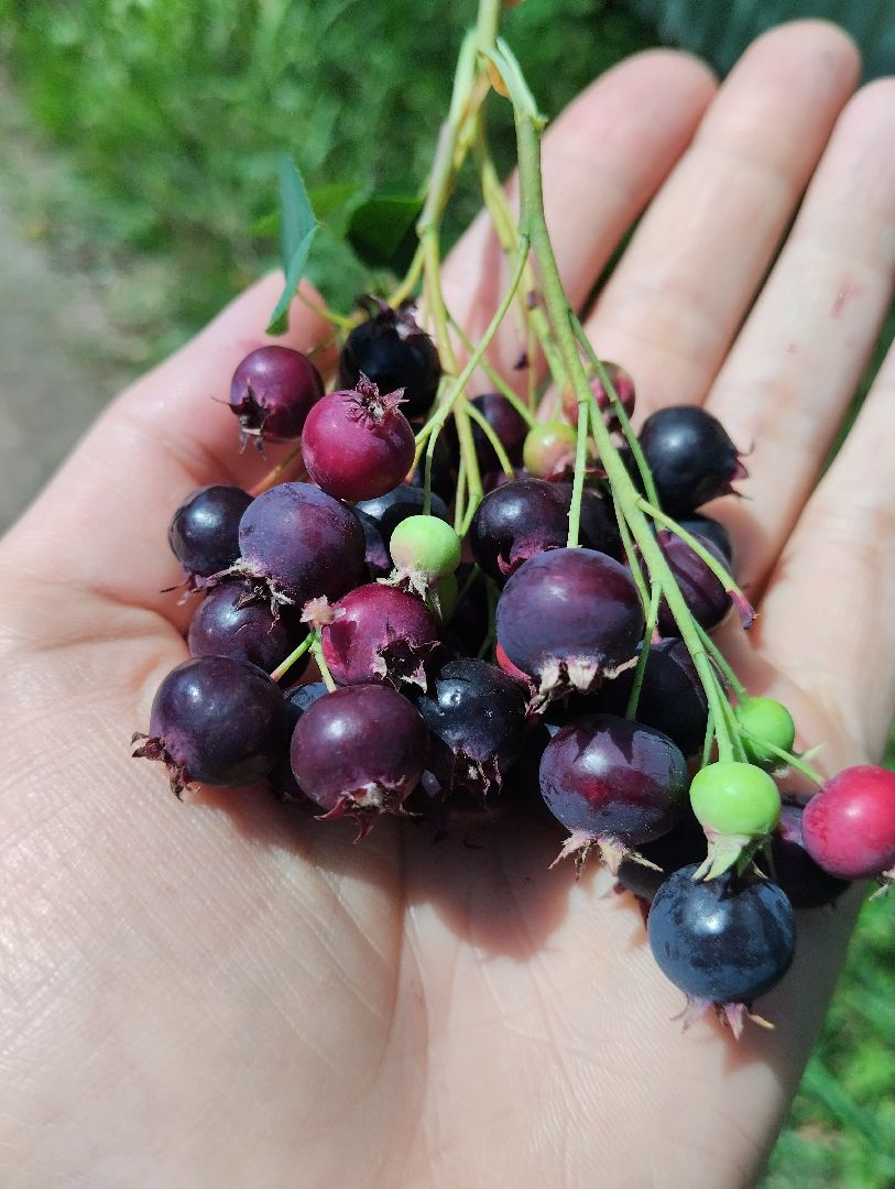 Ягоды, лес, ирга, Старая Купавна, Богородский городской округ