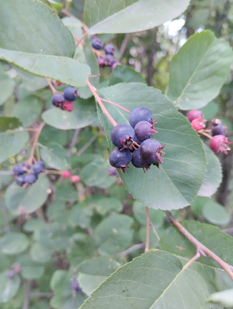 Ягоды, лес, ирга, Старая Купавна, Богородский городской округ
