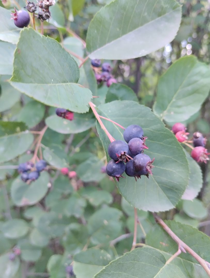 Ягоды, лес, ирга, Старая Купавна, Богородский городской округ