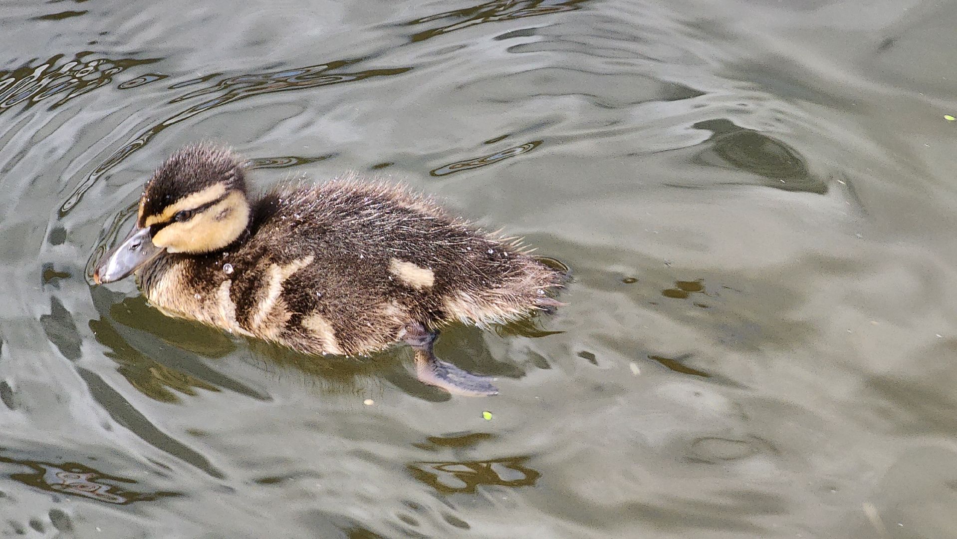 Пушкино, река Серебрянка, Экология, утки,