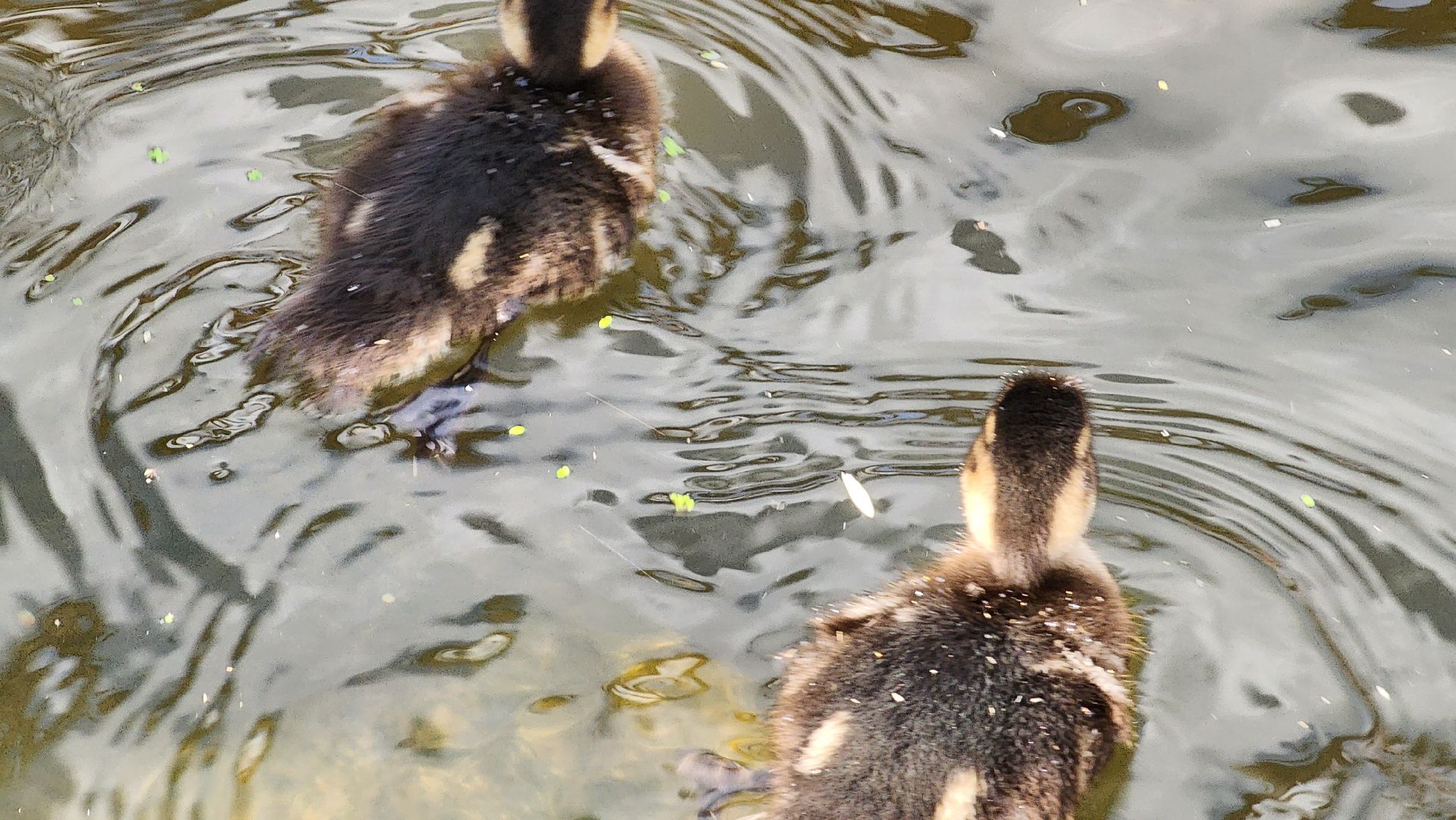 Пушкино, река Серебрянка, Экология, утки,