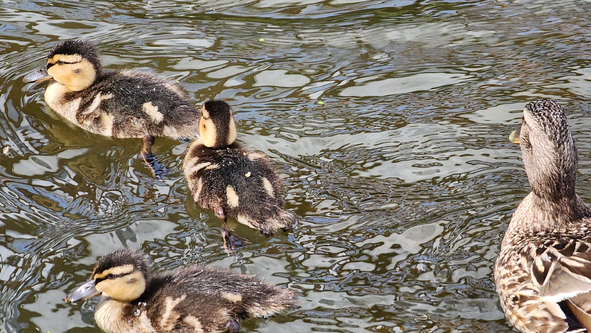 Пушкино, река Серебрянка, Экология, утки,