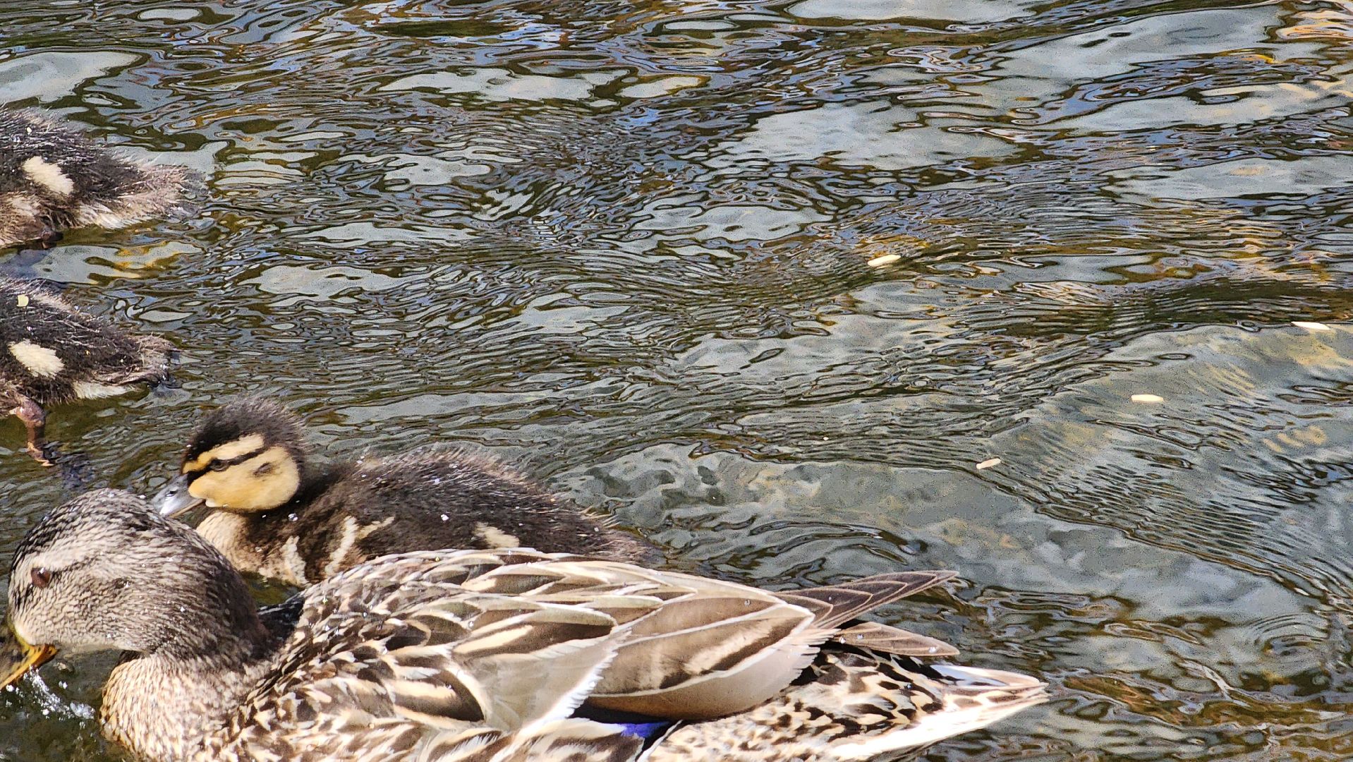 Пушкино, река Серебрянка, Экология, утки,