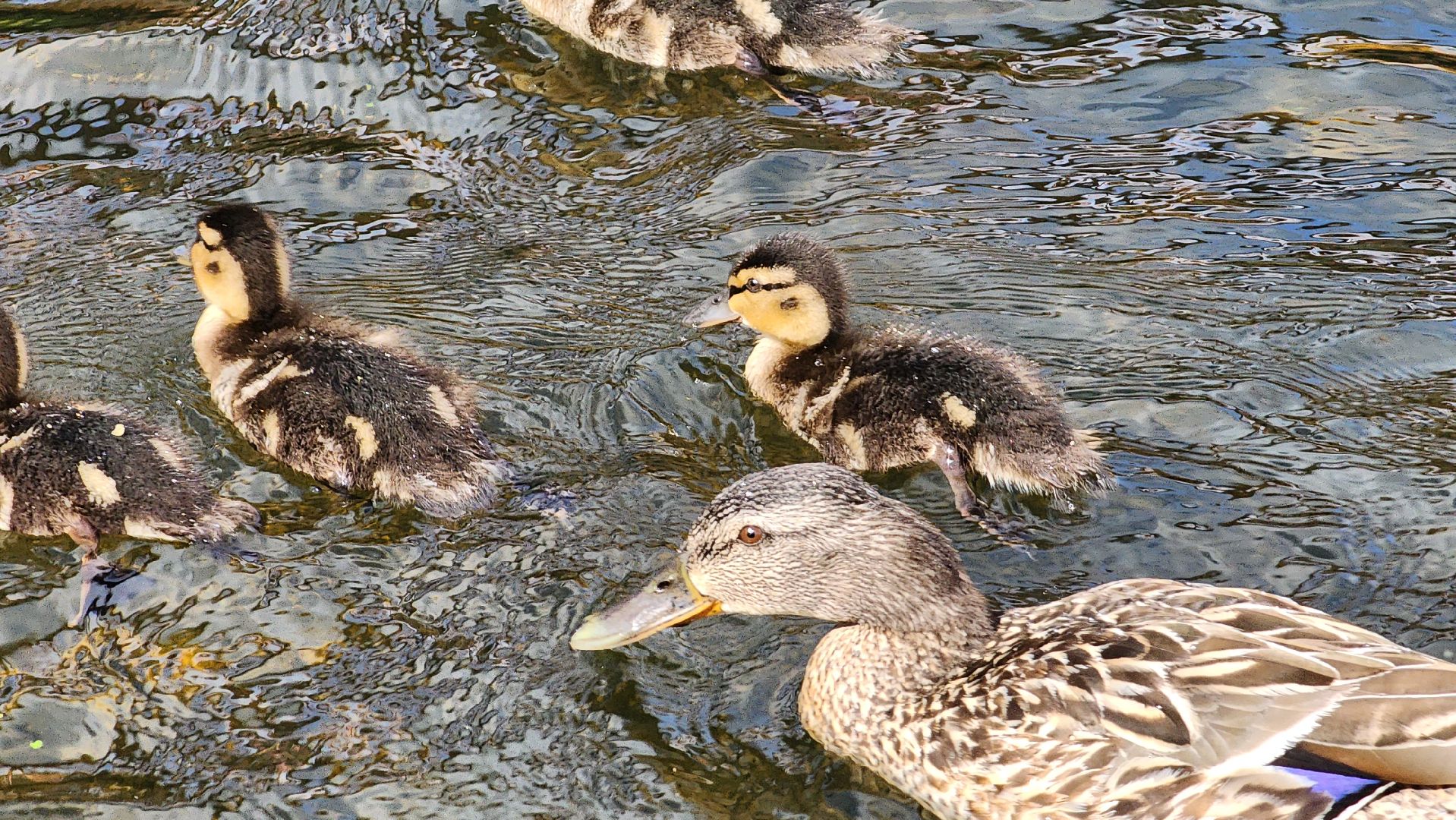 Пушкино, река Серебрянка, Экология, утки,