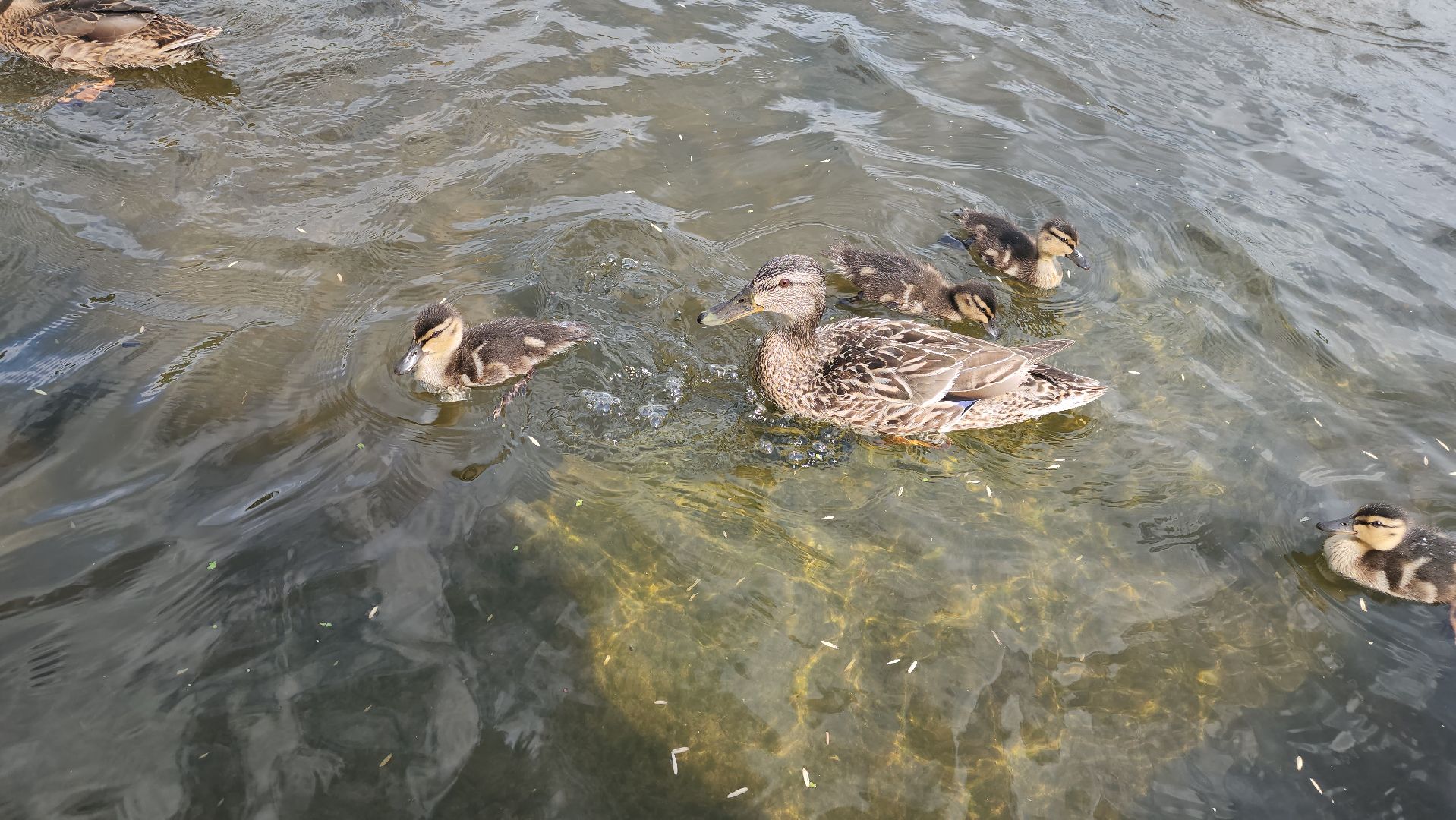 Пушкино, река Серебрянка, Экология, утки,