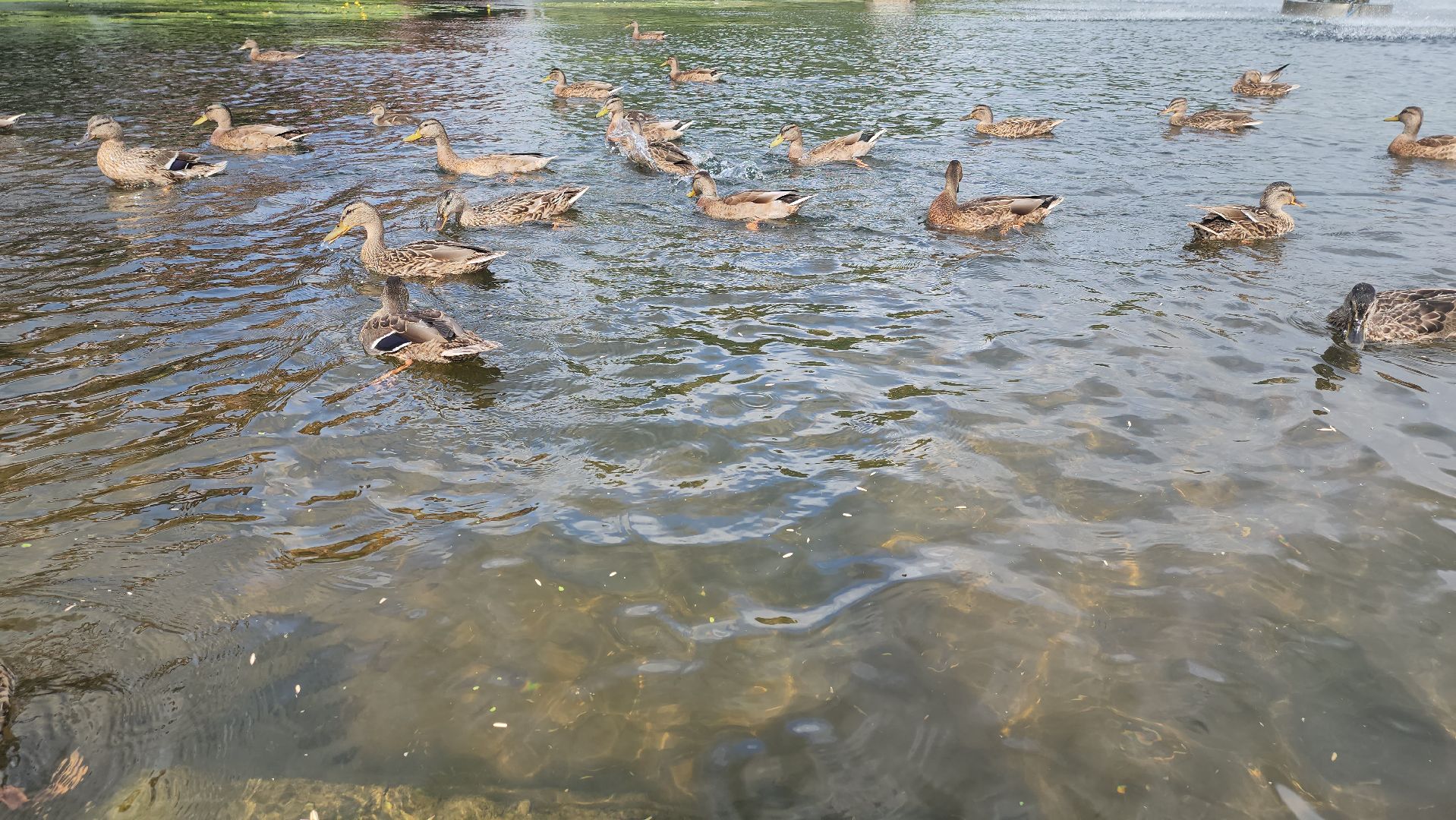 Пушкино, река Серебрянка, Экология, утки,