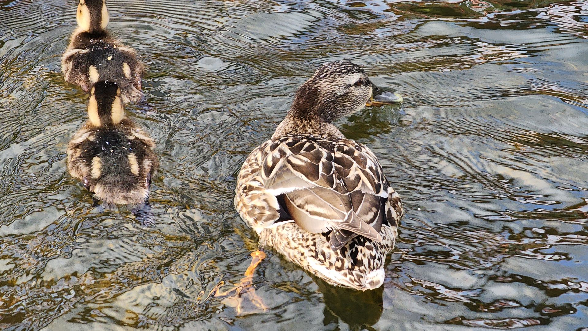 Пушкино, река Серебрянка, Экология, утки,