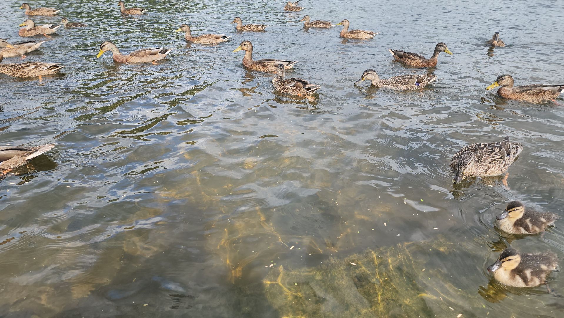 Пушкино, река Серебрянка, Экология, утки,
