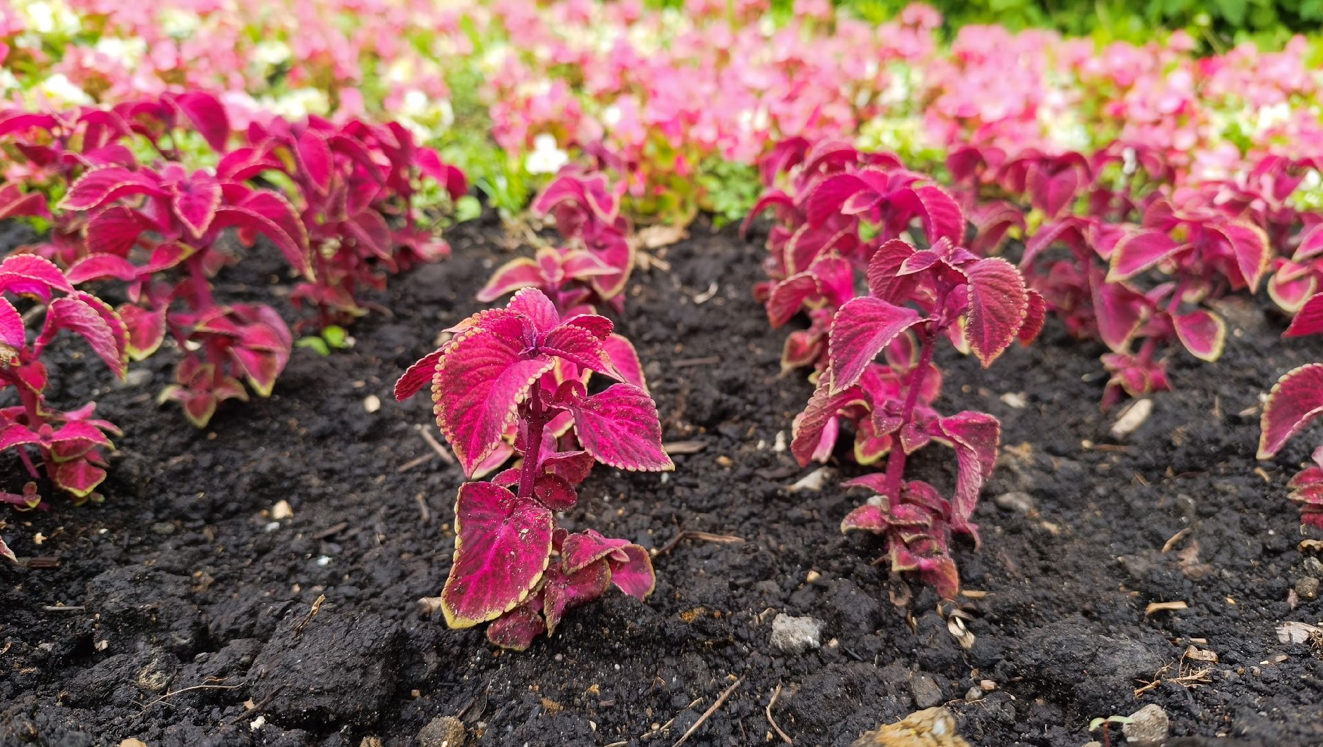 Лобня, благоустройство, парк