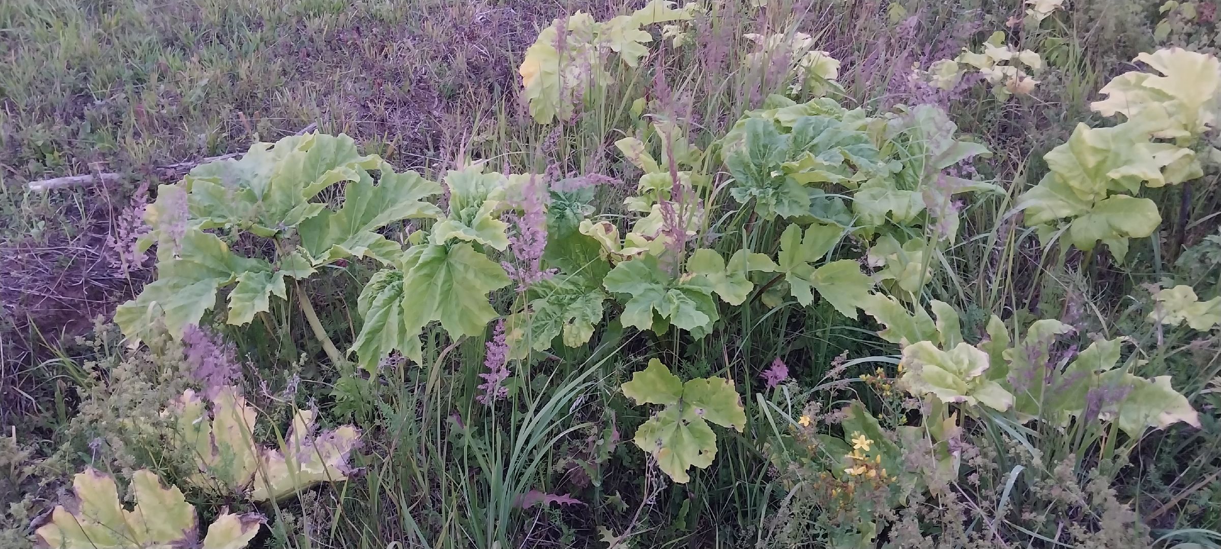 Коломна, борщевик Сосновского, борьба с борщевиком