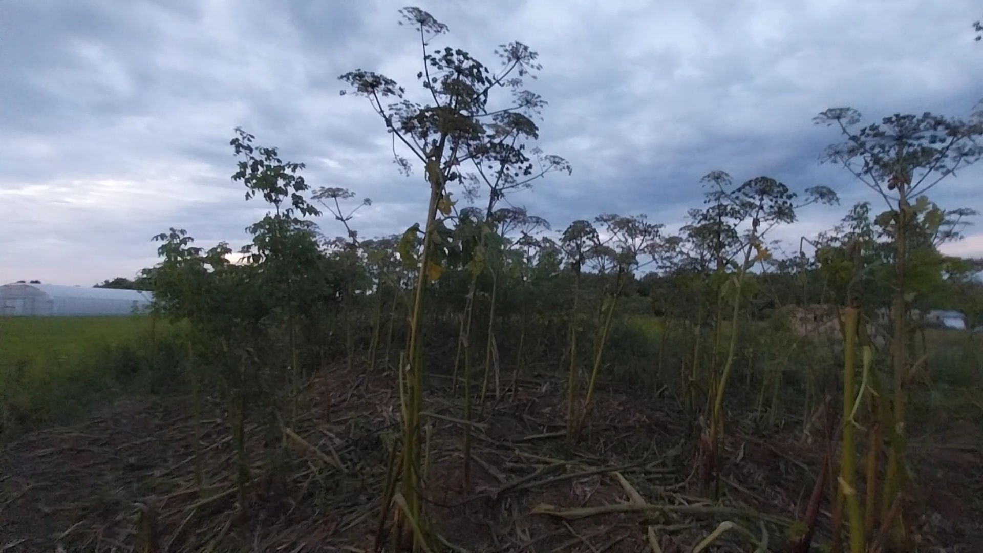 Коломна, борщевик Сосновского, борьба с борщевиком