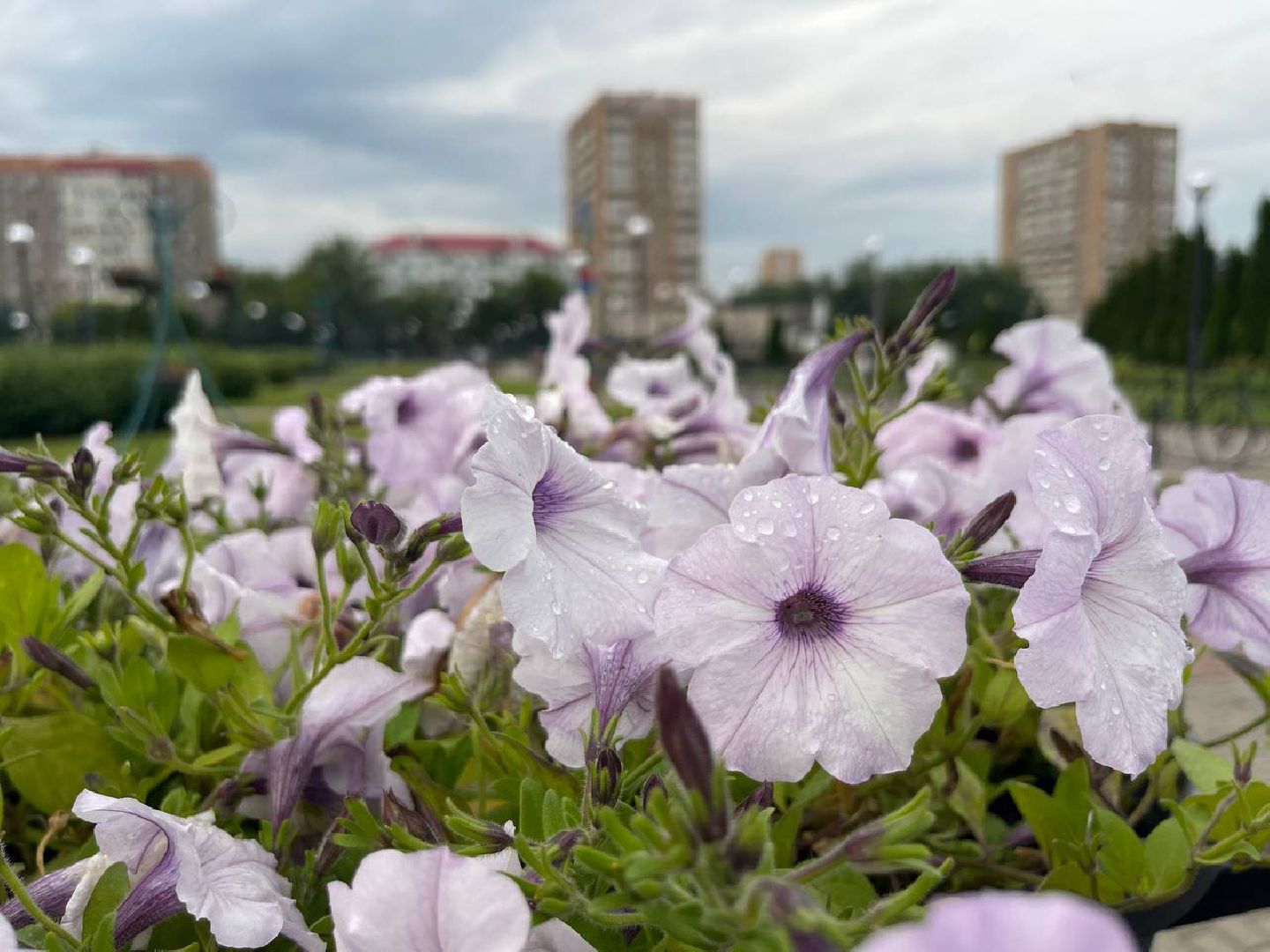 Подольск, подростки, благоустройство, клумбы, цветы, подработка