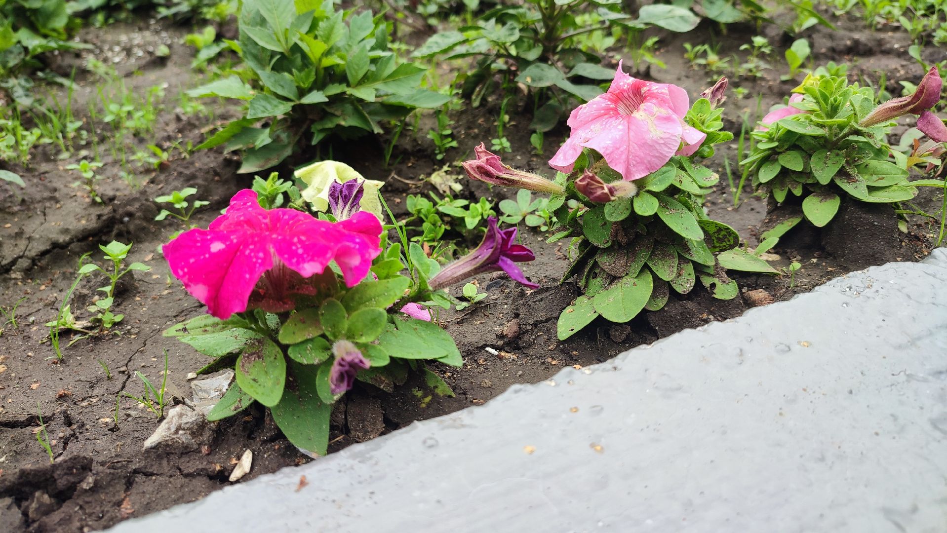 Кашира, Пушкинский сквер, благоустройство, газоны, цветы