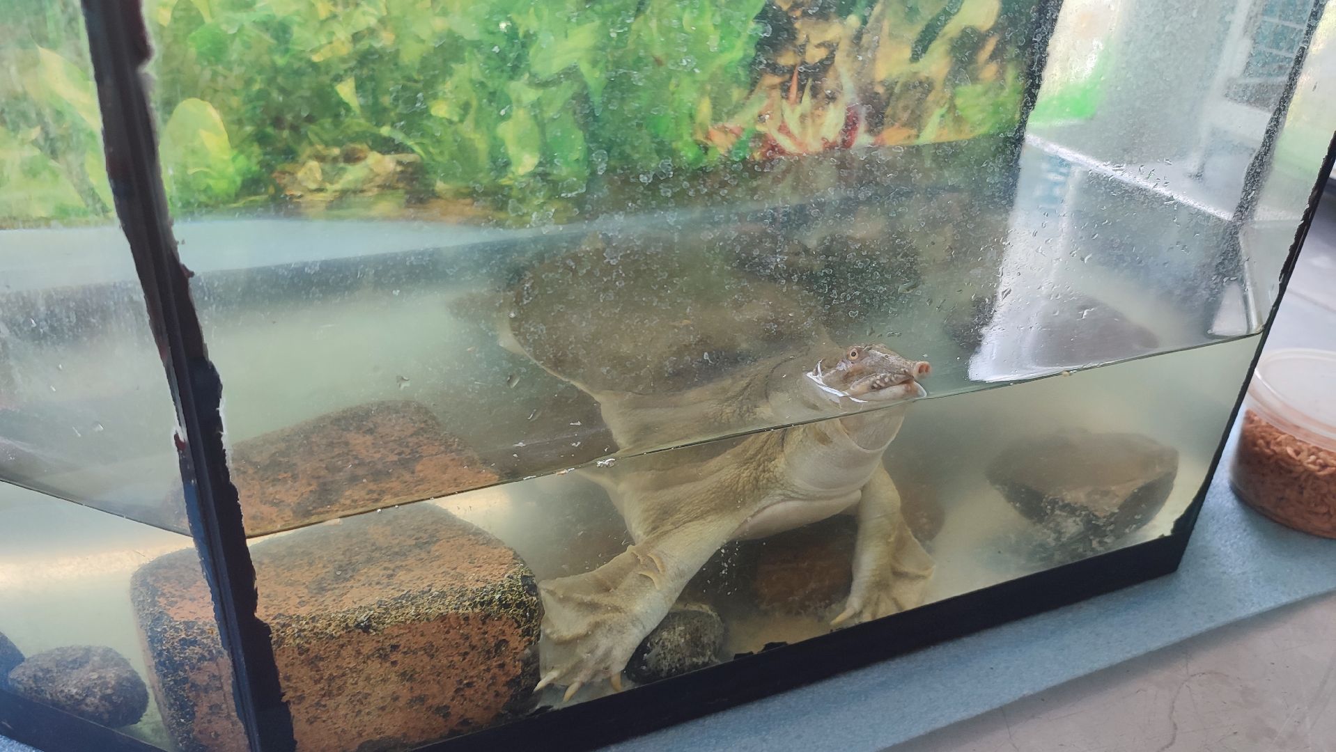 Кашира, детский экологический центр, летний лагерь, отдых, экология